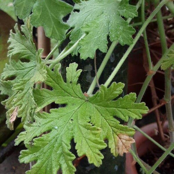 Pelargonium graveolens Leaf