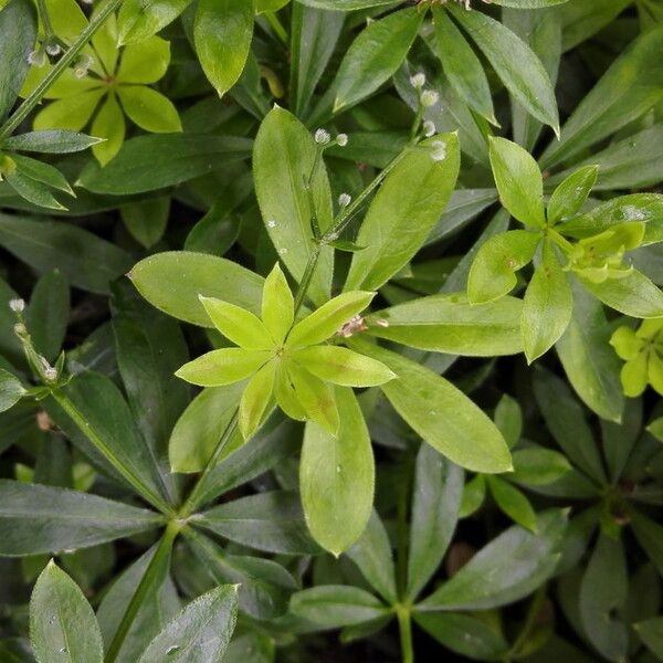 Galium odoratum Folha