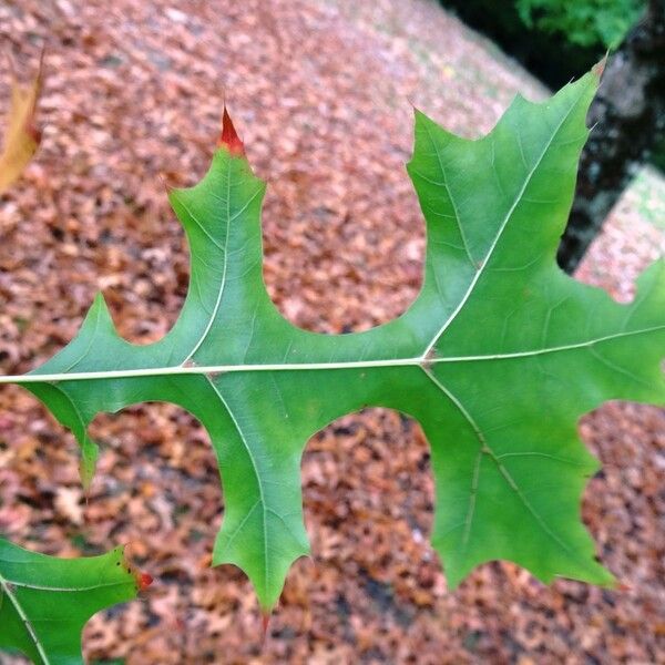 Quercus texana 其他