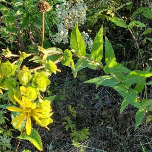 Silphium asteriscus Flor