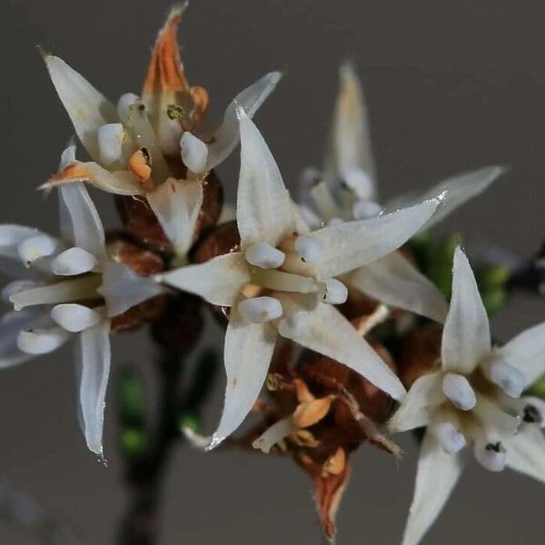 Cryptandra aridicola