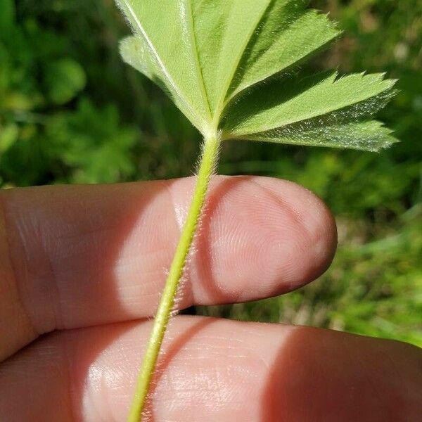 Alchemilla subcrenata Rinde