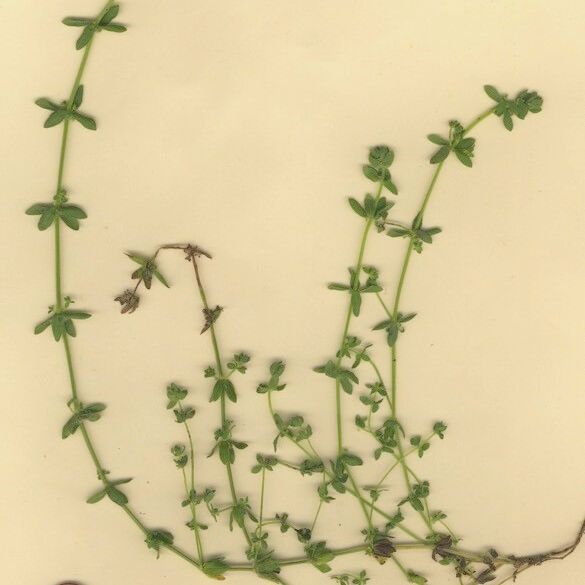 Cruciata pedemontana Habitat