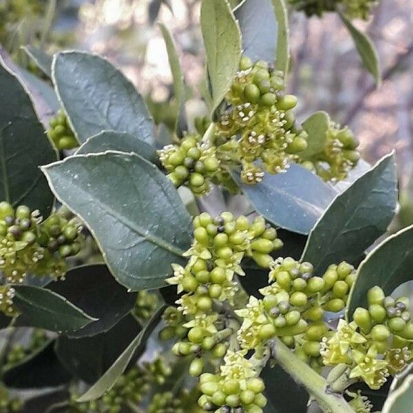 Rhamnus alaternus 花