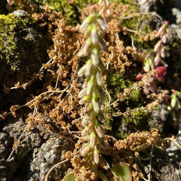 Umbilicus rupestris Blad