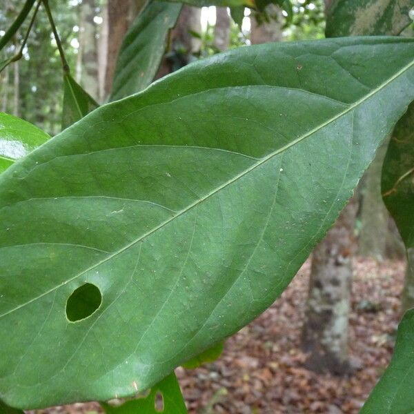 Cola acuminata Leaf
