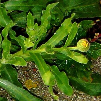 Calendula arvensis Other
