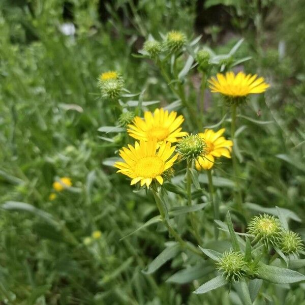 Grindelia squarrosa Цвят