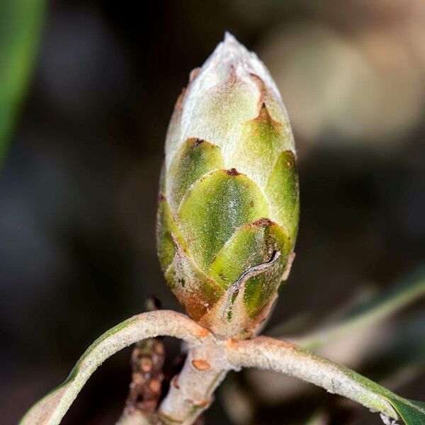 Rhododendron coriaceum Diğer