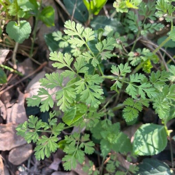 Chaerophyllum tainturieri 葉