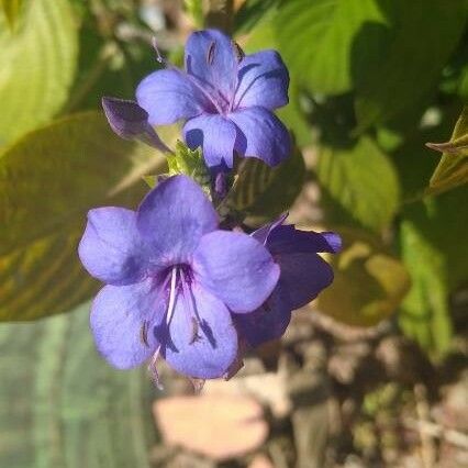 Eranthemum pulchellum Çiçek