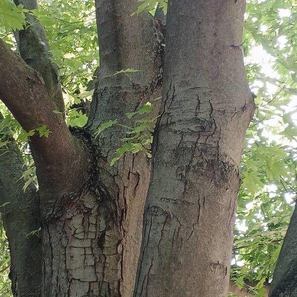 Acer saccharinum Bark