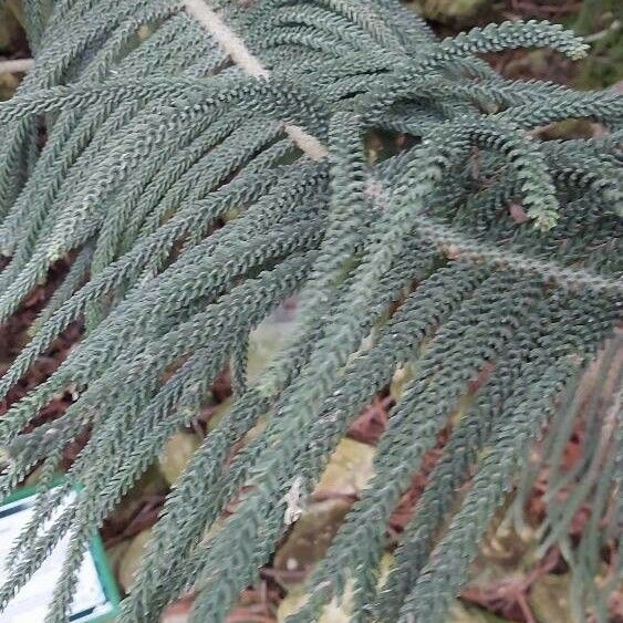 Araucaria scopulorum 葉