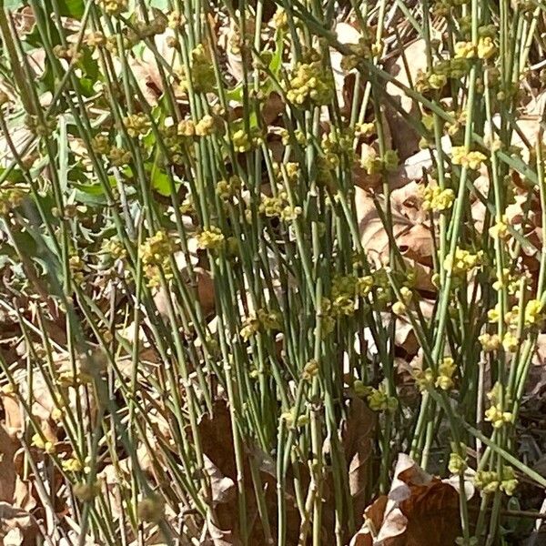 Ephedra distachya Habitus