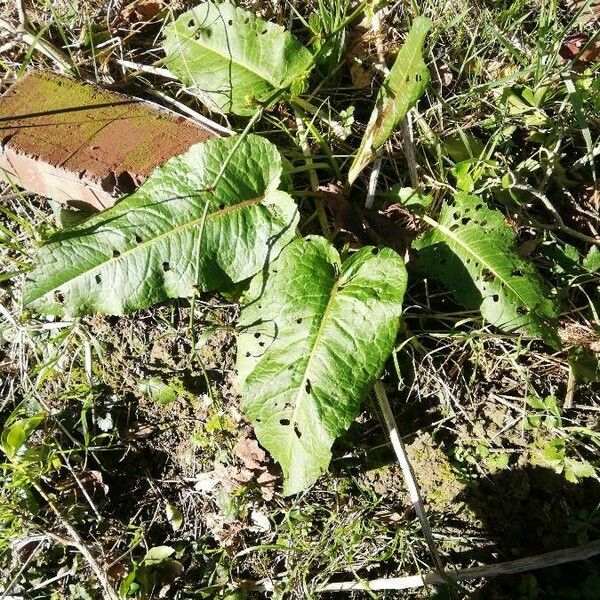 Rumex obtusifolius Foglia