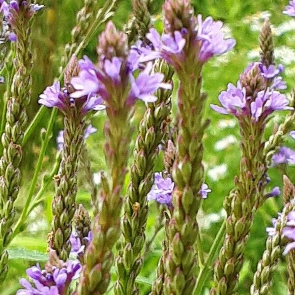 Verbena hastata Flower