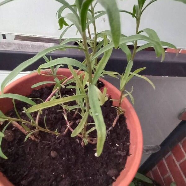 Artemisia dracunculus Leaf