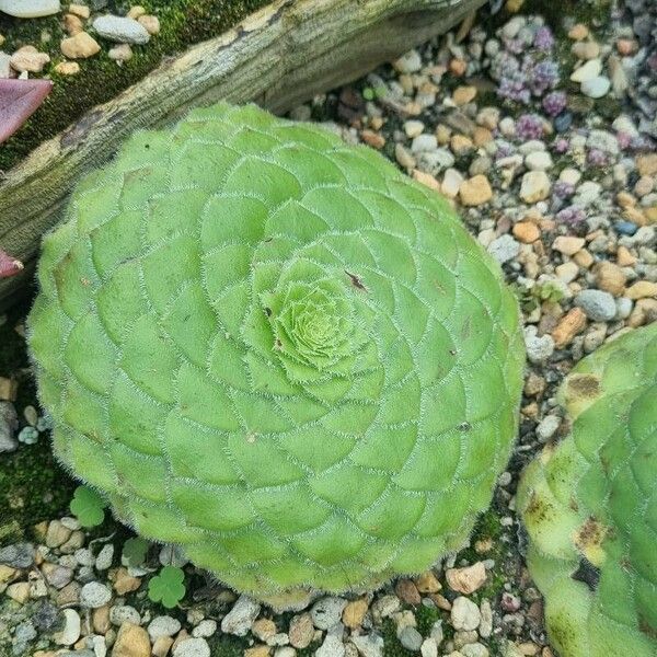 Aeonium tabulaeforme Lapas