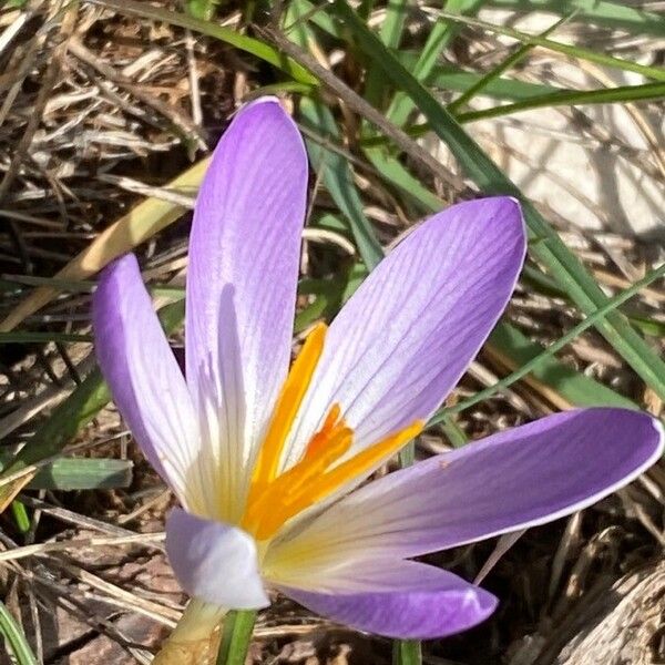 Crocus versicolor Blüte