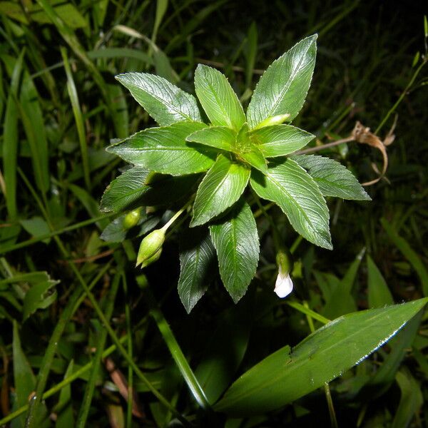 Sauvagesia erecta Blüte