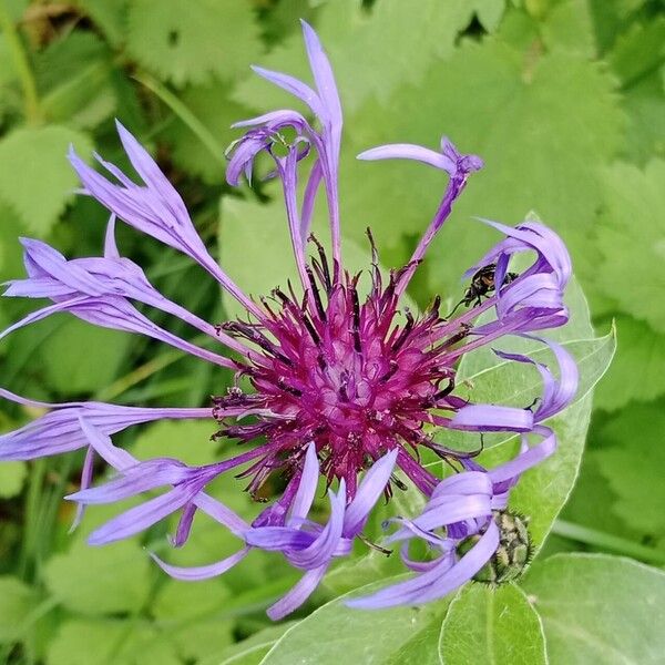 Centaurea montana 花