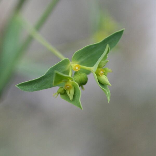 Euphorbia taurinensis Blomma
