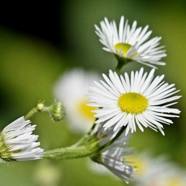 Erigeron strigosus Virág