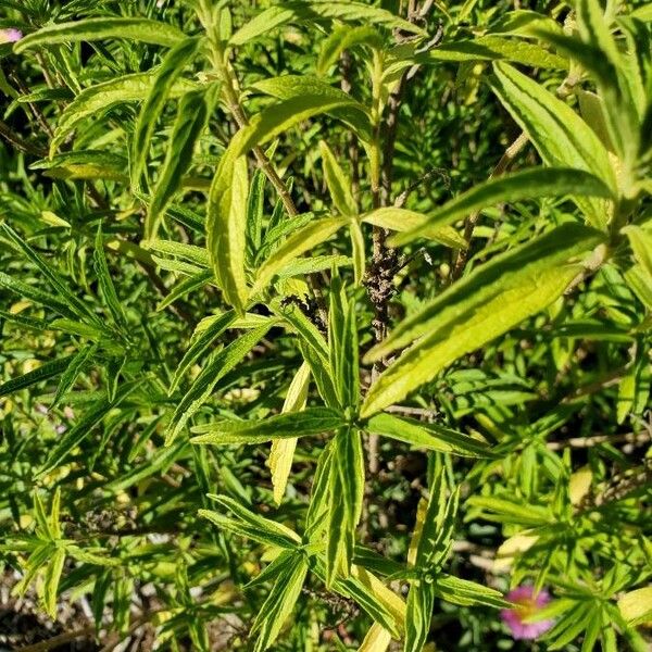 Leonotis leonurus Leaf