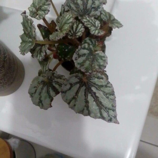 Begonia rex Elinympäristö