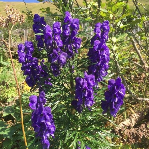 Aconitum napellus Flower