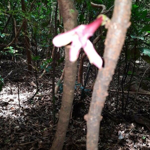 Ixora margaretae 花