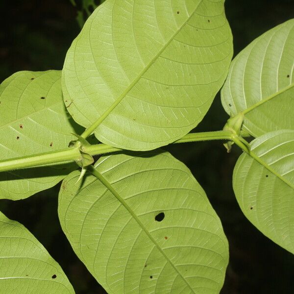 Uncaria tomentosa Fulla