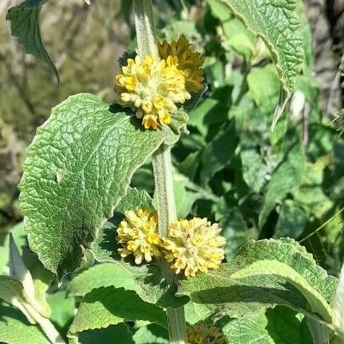 Buddleja stachyoides Λουλούδι