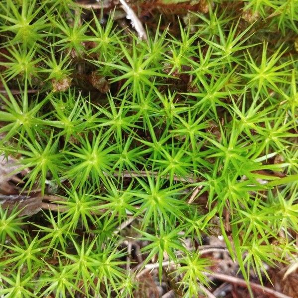 Plantago subulata Leaf