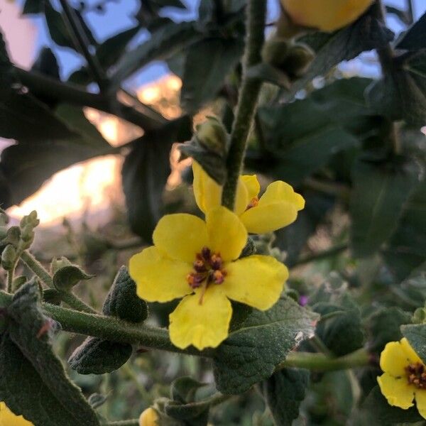 Verbascum sinuatum ফুল