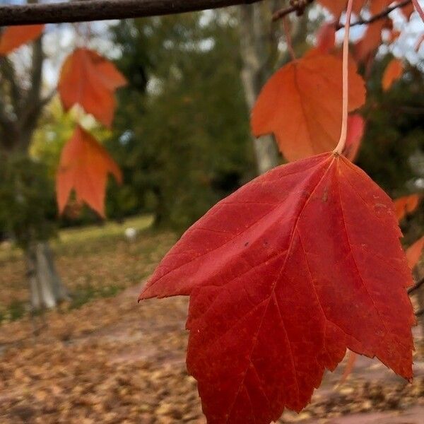 Acer rubrum Ліст