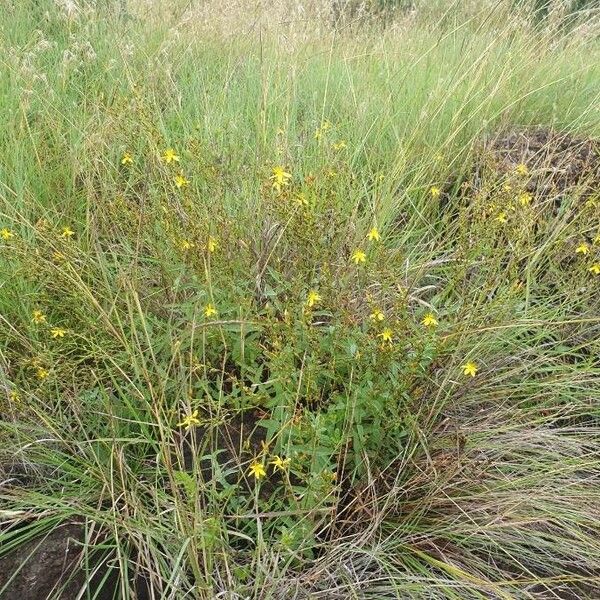 Hypericum annulatum Hábito