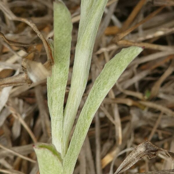 Gamochaeta purpurea Leaf