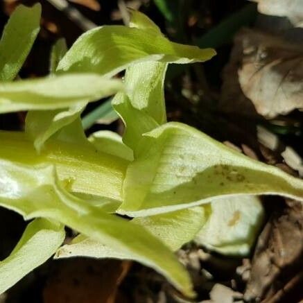 Petasites albus Blad