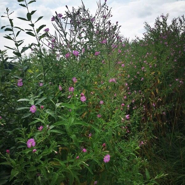 Epilobium hirsutum অভ্যাস