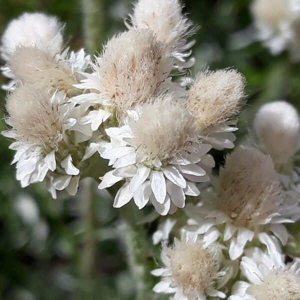 Antennaria dioica Цвят