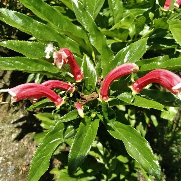 Centropogon cornutus Flower