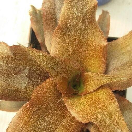 Cryptanthus acaulis (Starfishplant)