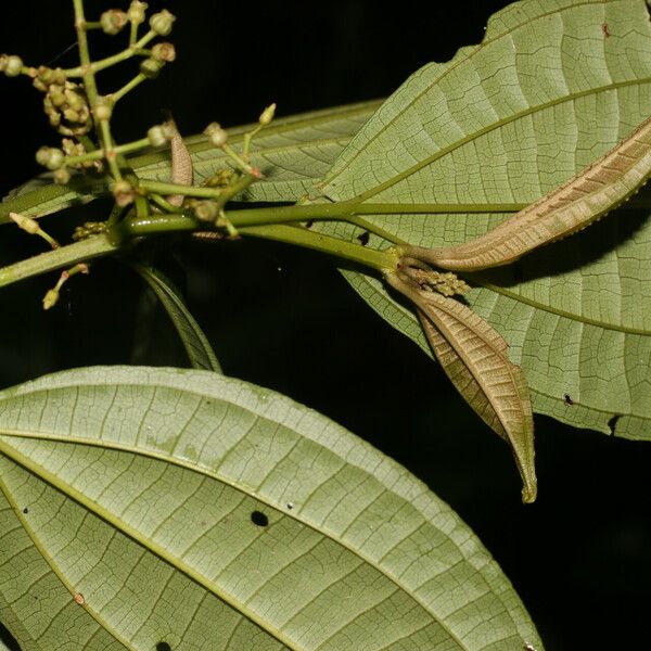 Miconia rubescens List