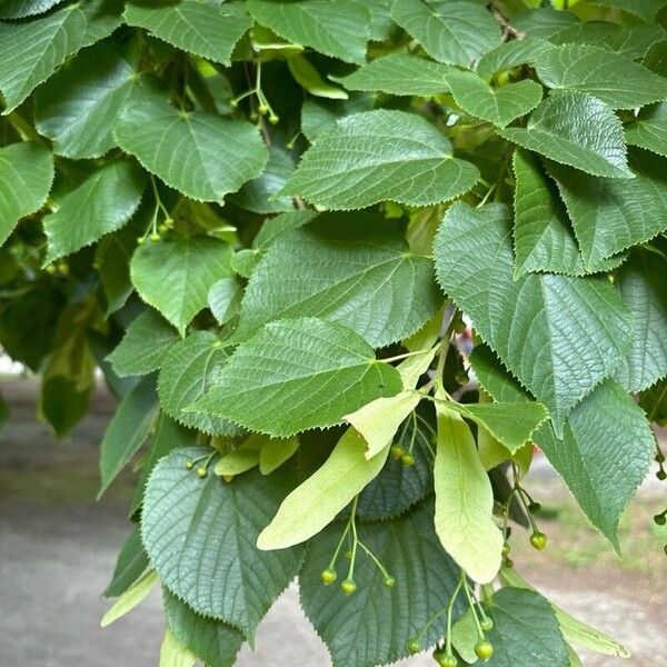 Tilia × europaea Leaf