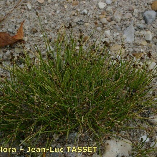 Isolepis setacea Habit