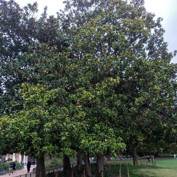 Magnolia grandiflora Hábito