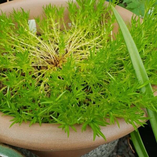 Sedum mexicanum Hoja