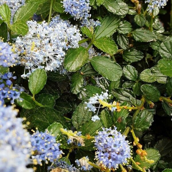 Ceanothus thyrsiflorus പുഷ്പം