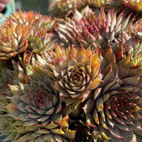 Sempervivum tectorum Лист